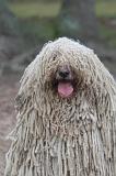 KOMONDOR 160